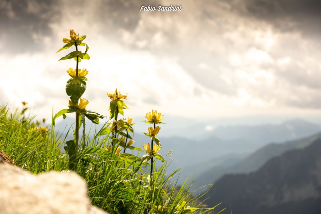 Alta Via dell'Adamello #1