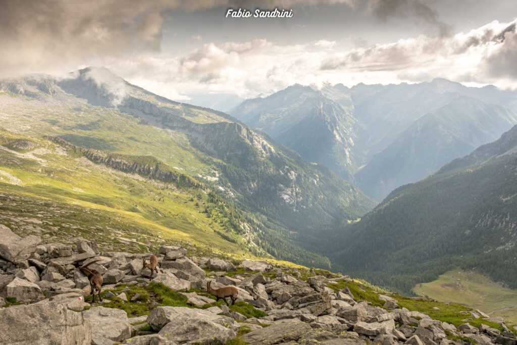 Alta Via dell'Adamello #1