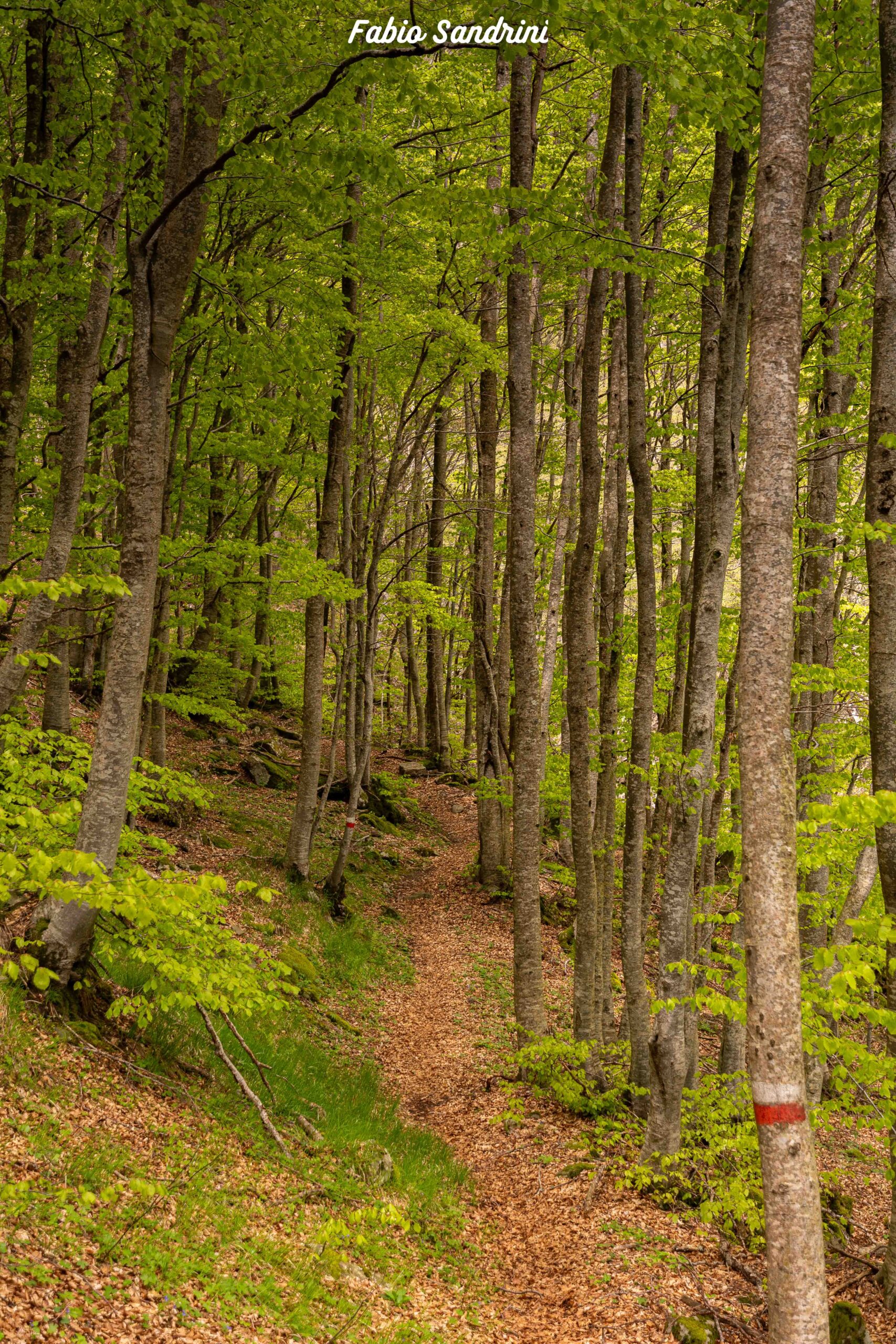 Monte Ventasso - Via Normale