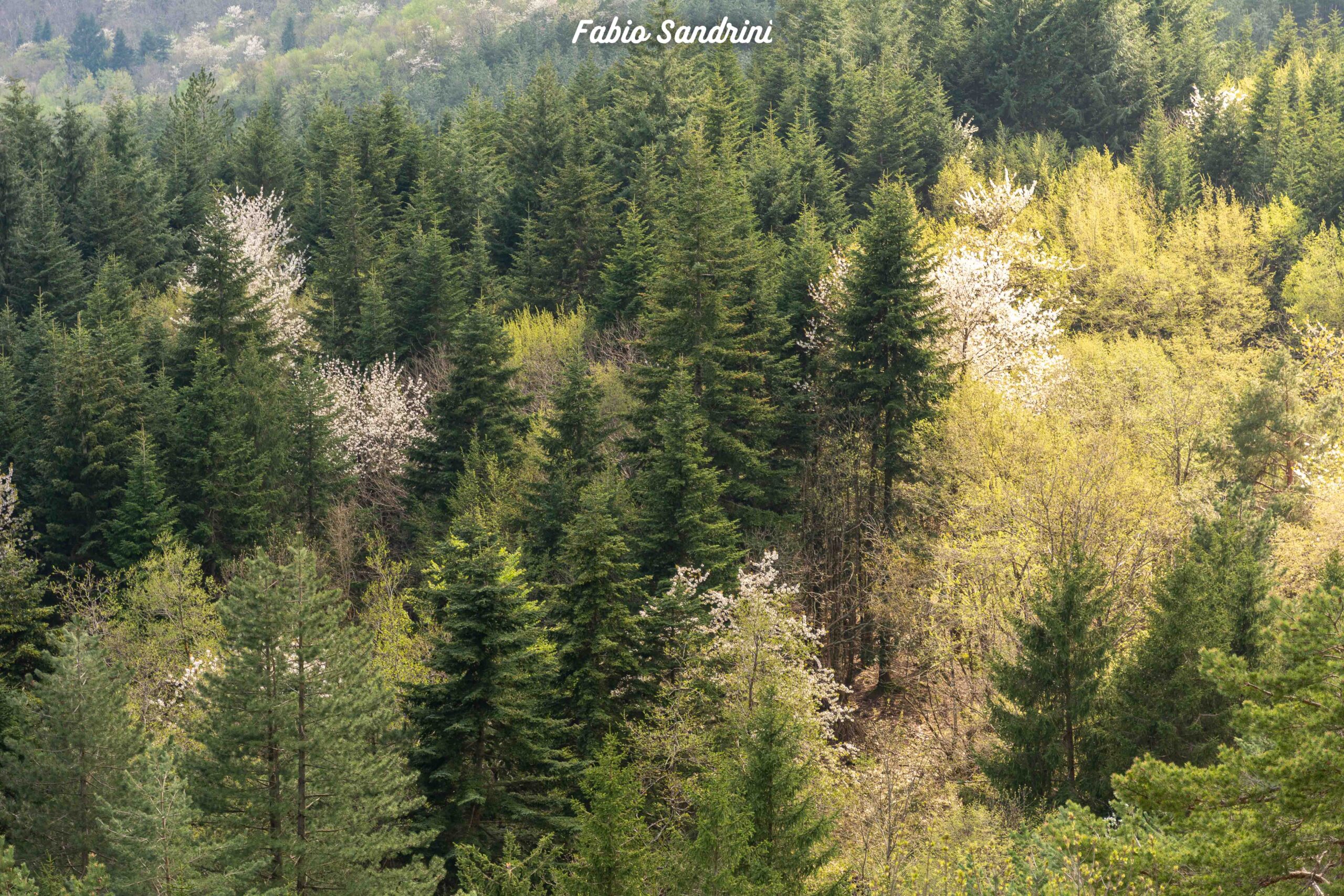 Monte Ventasso - Via Normale